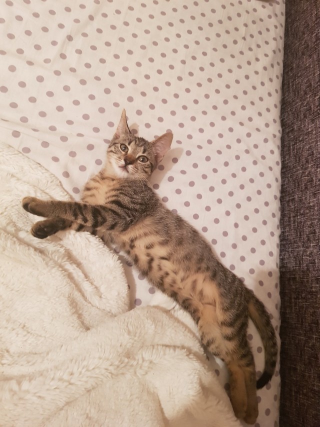 Забавные фото котеек