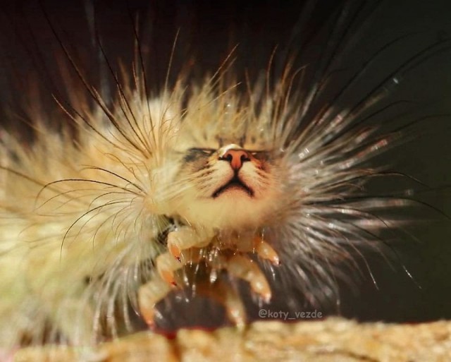 Коты везде