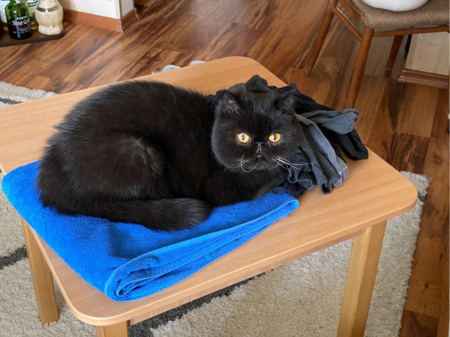Black cats matter