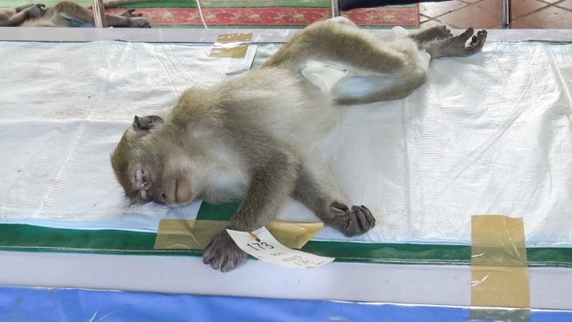 Сотни обезьян кастрированы после того, как устроили беспорядки и набеги на дома в Таиланде