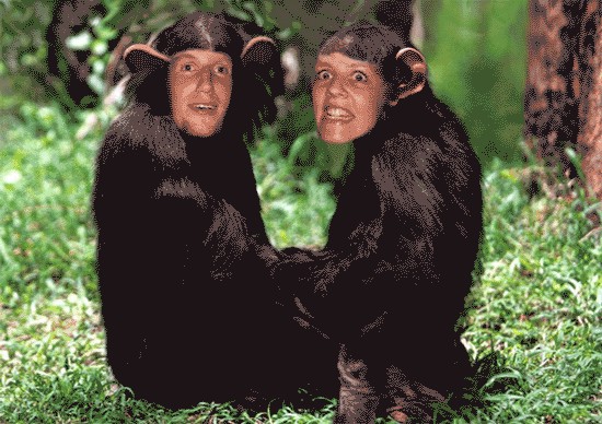 Вытянулась: картинка и 2 жабы