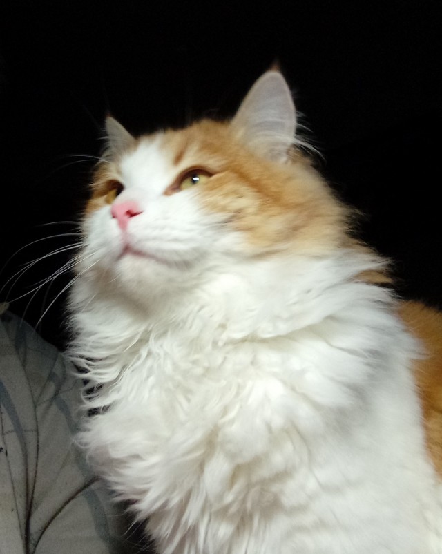 Подобрашка к котовторнику