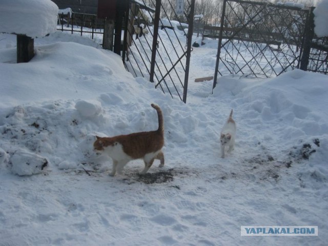 Жизнь домашнего приюта для котеек 330