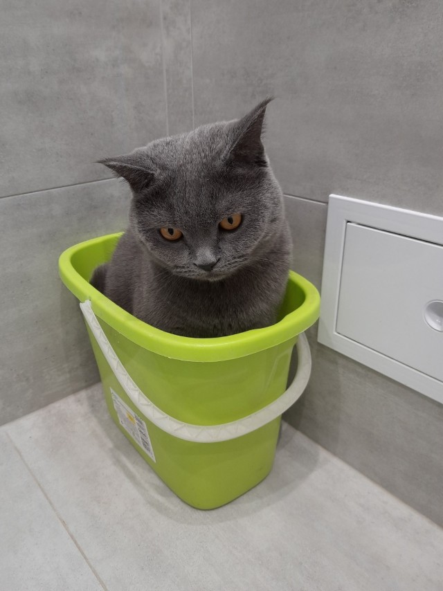 Мой кот, прошу любить и жаловать