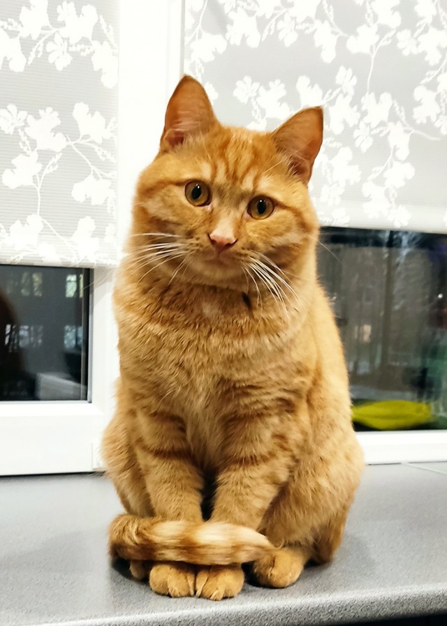 К котовторнику