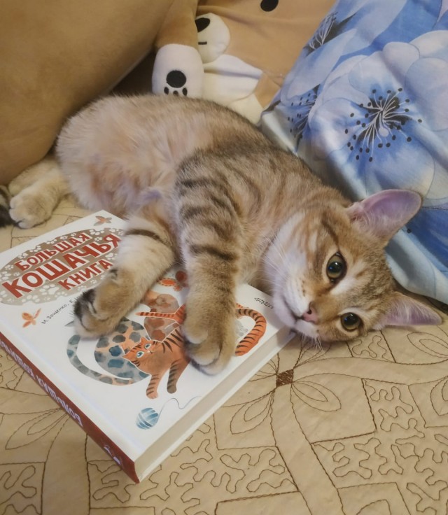 Котовторнику быть