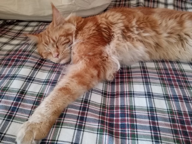 Котовторник так котовторник