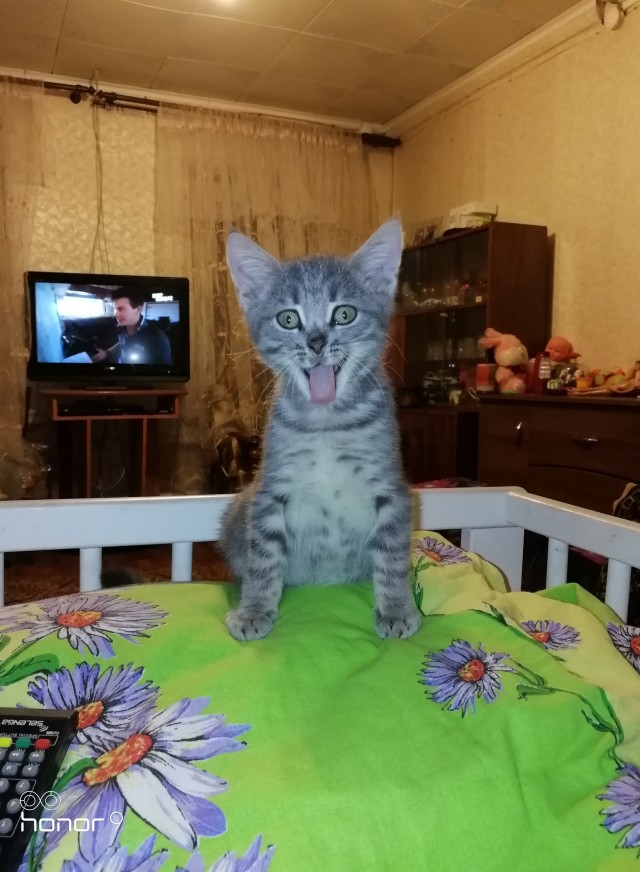 Семейка