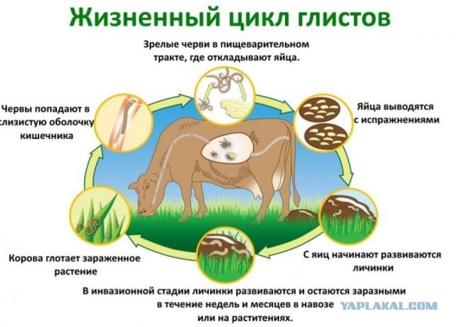 Некоторые бабы кончают