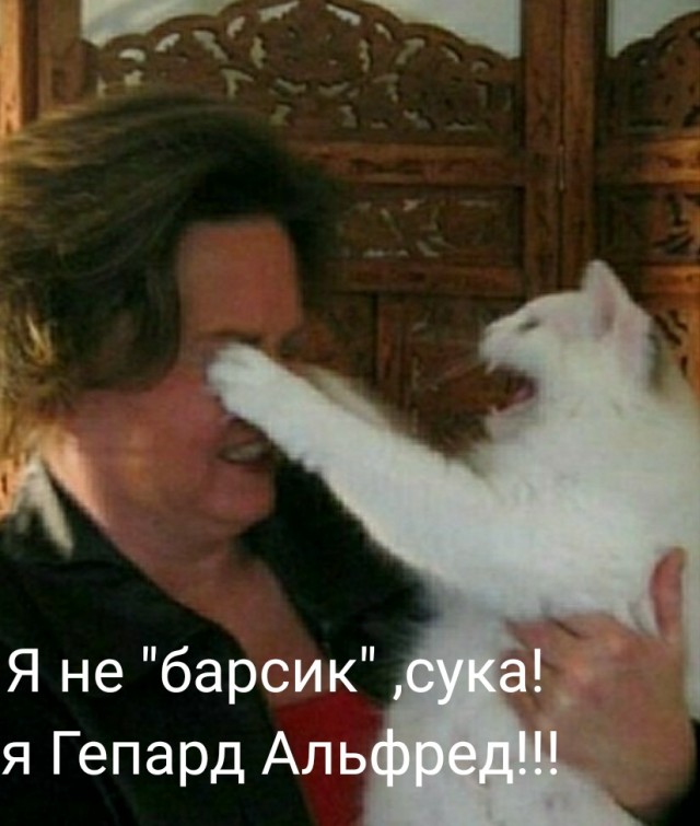 Гепард: Отказался от всего кошачьего, чтобы выжить в Африке. Кот, который уверенно преобразуется в собаку