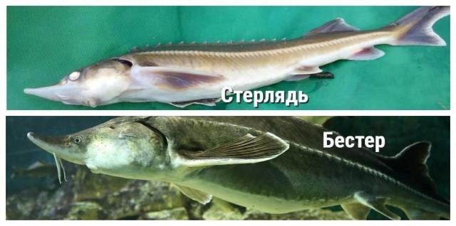 Бестер: Гибрид белуги и стерляди от советских селекционеров. Он оказался лучше родителей почти во всём!