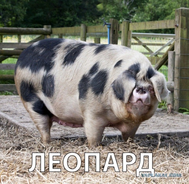 Мобилизация на Украине добралась до чиновников