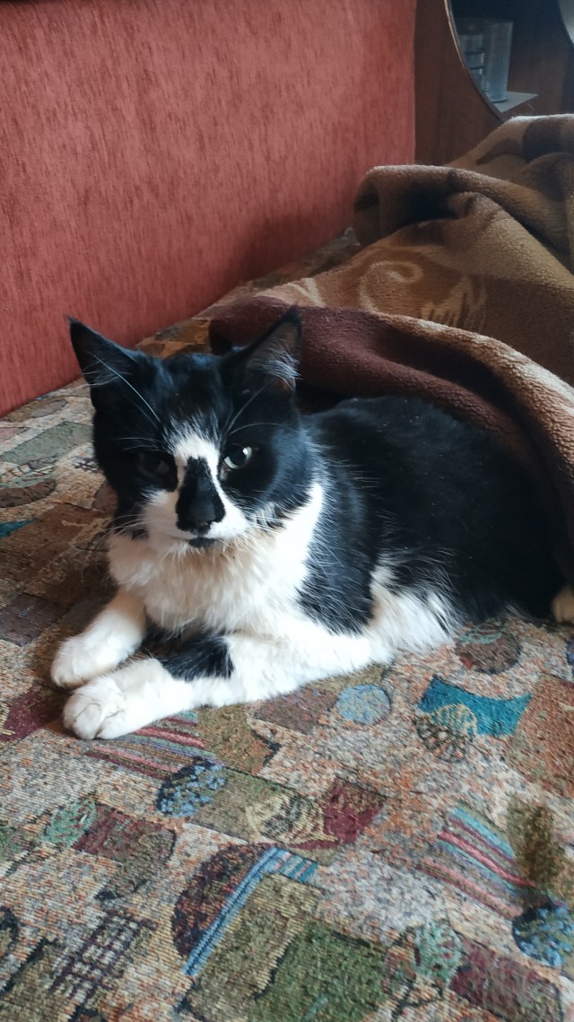 Котодонор