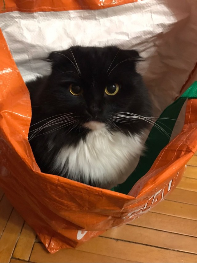 Котовторник. Было - стало
