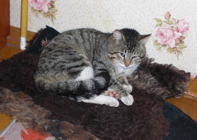Котовторник 09.04.2013