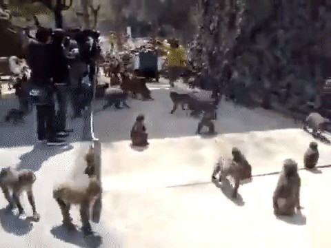 Массовая драка на свадьбе