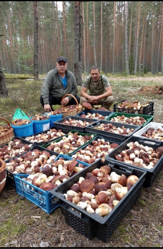 Вот зачем столько грибов?