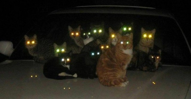 Котя кушает свет