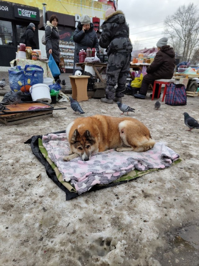 Томский собакен, который живёт один