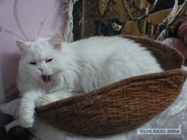 Котовторник 30.04.2013