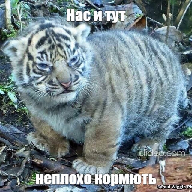 Тигриная популяция