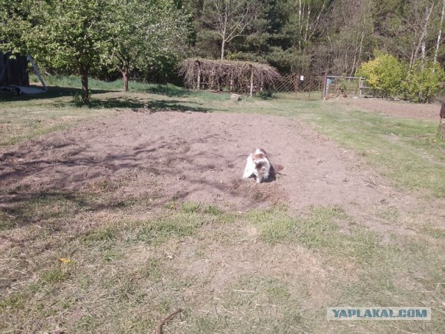 Жизнь домашнего приюта для котеек 542