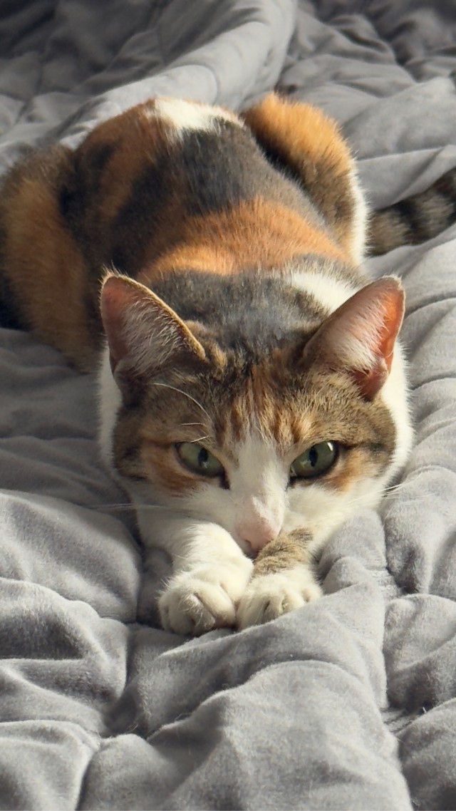 Это что, котовторник?