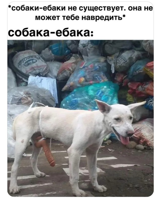 Сова на отдыхе