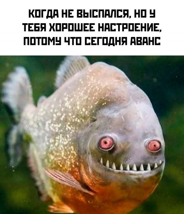 Картинки для деградации 25 (разной степени свежести)