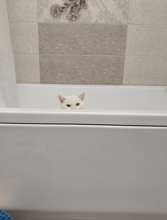 К котовторнику