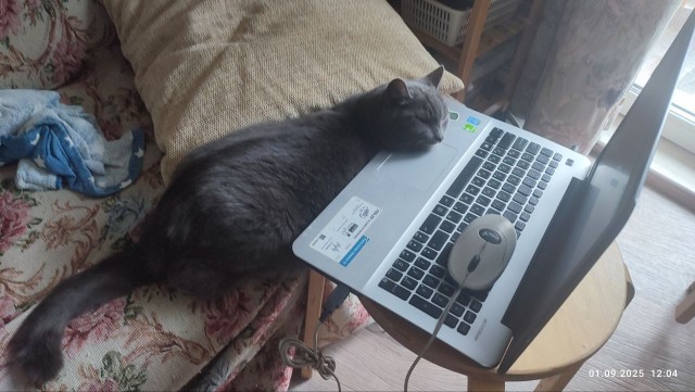 Кото вторник 2.09.2025.