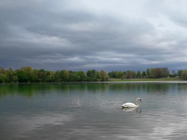Лебеди