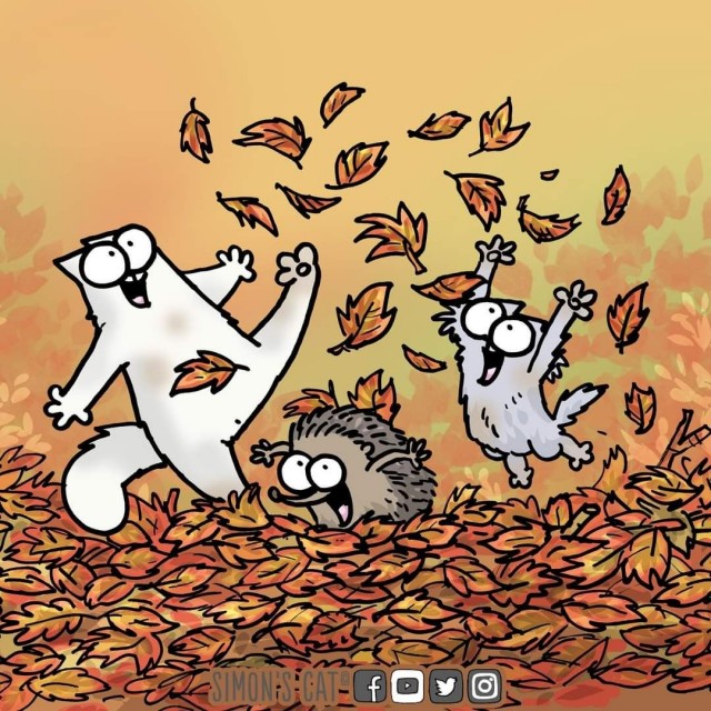 Прикольные и просто красивые картинки 18.11.2025