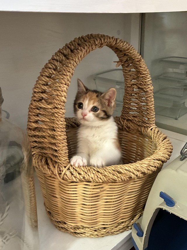 Рандомных фото котов тред
