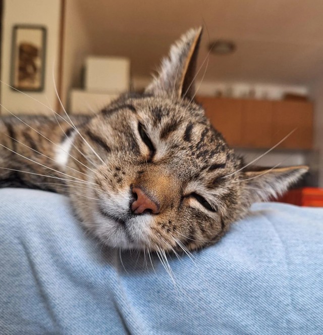 Рандомных фото котов тред
