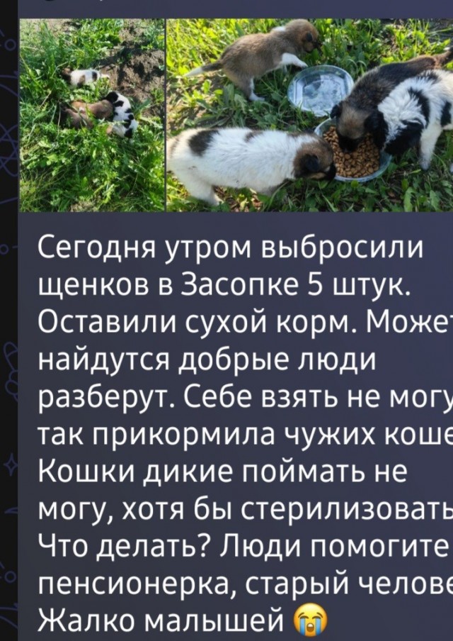 Хвостики