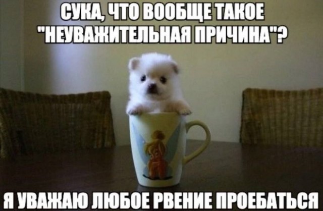 Картинки для деградации 254 (разной степени сежести)