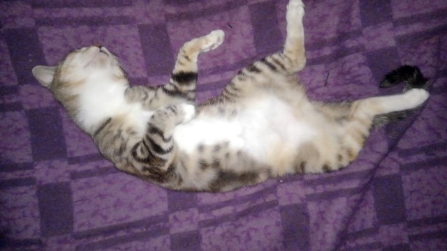 Очередной котовторник