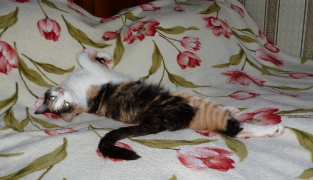Котовторник на 24.09.2013г