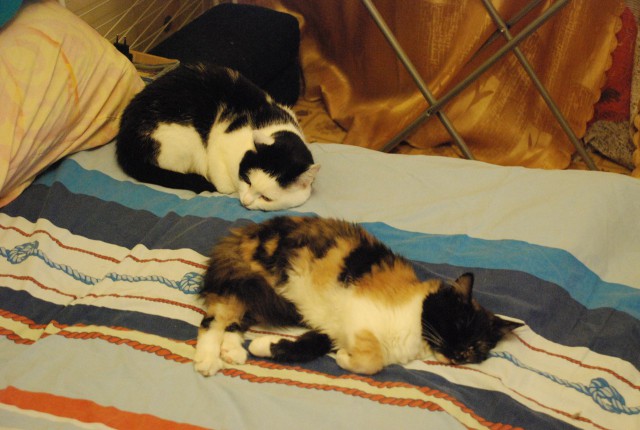 Котовторник  10.12.2013