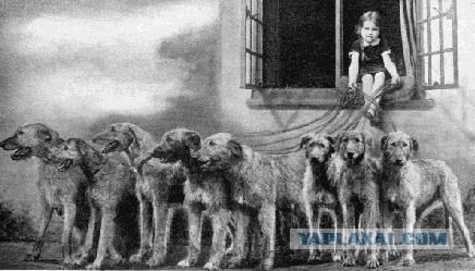 О, my dog