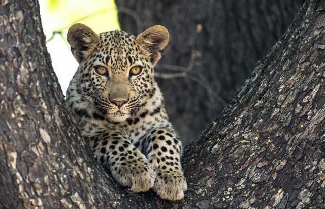 Польза от котов