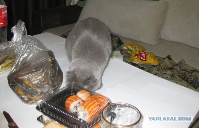 Котовторник  25.03.2014