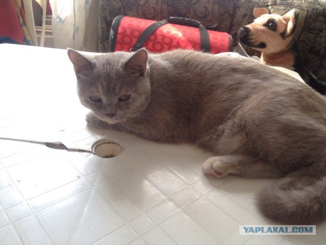 Котовторник 22.04.2014