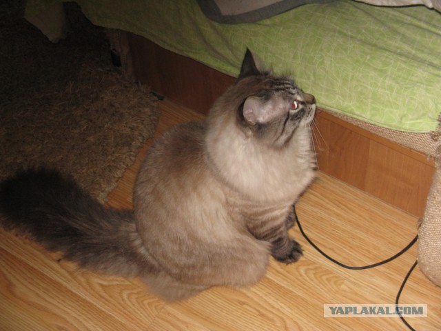 С Котовторником!