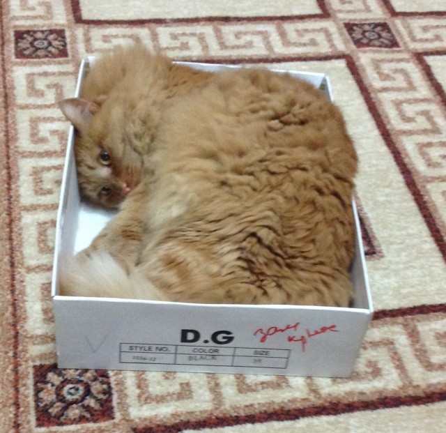 Котовторник 27.5.2014