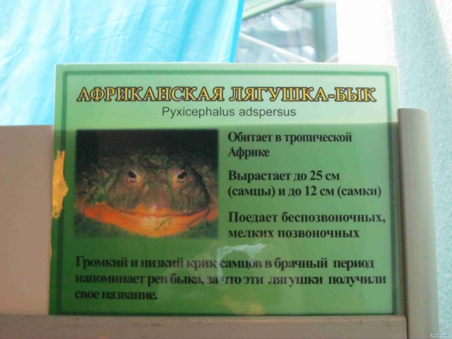 Поход за хорошим настроением