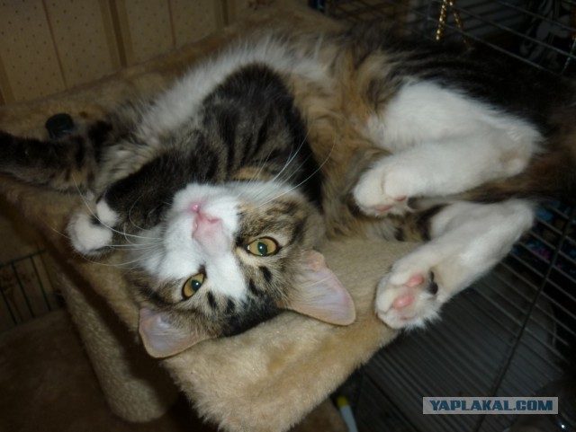 Котовторник 09.09.2014