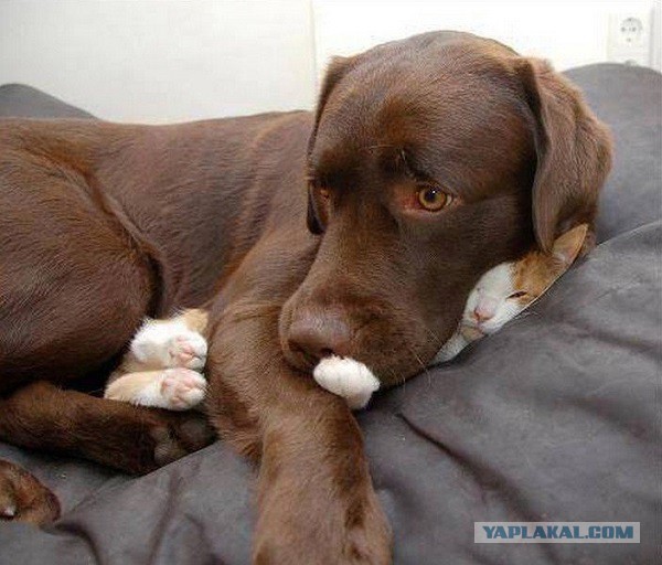 Коты после котовторника
