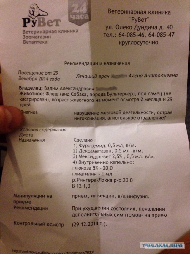 Бультерьерчик.